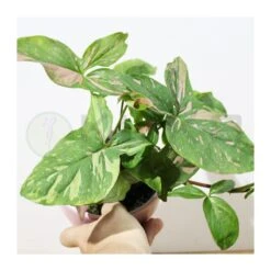 Syngonium Red Spot -Suministros De Jardineria Ventas 2024 syngonium 1