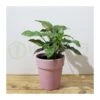 Syngonium Red Spot 2 Syngonium Red Spot -Suministros De Jardineria Ventas 2024 syngonium