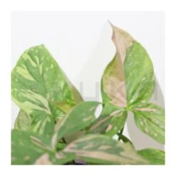 Syngonium Red Spot -Suministros De Jardineria Ventas 2024 syngonium 2