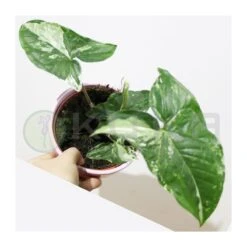 Syngonium Albo Variegata 7 Syngonium Albo Variegata -Suministros De Jardineria Ventas 2024 syngonium 5