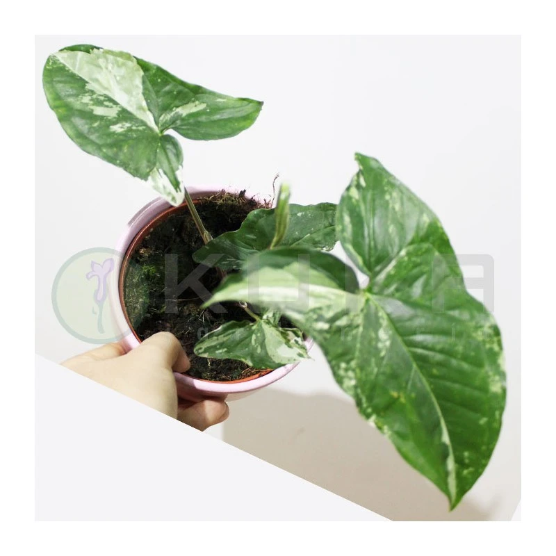 Syngonium Albo Variegata 4 Syngonium Albo Variegata - Imagen 2