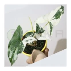 Syngonium Albo Variegata 8 Syngonium Albo Variegata -Suministros De Jardineria Ventas 2024 syngonium 6