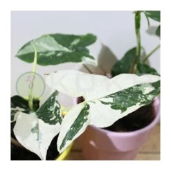 Syngonium Albo Variegata 9 Syngonium Albo Variegata -Suministros De Jardineria Ventas 2024 syngonium 7