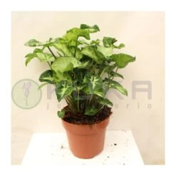 Syngonium Arrow -Suministros De Jardineria Ventas 2024 syngonium arrow 1