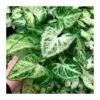 Syngonium Arrow 2 Syngonium Arrow -Suministros De Jardineria Ventas 2024 syngonium arrow