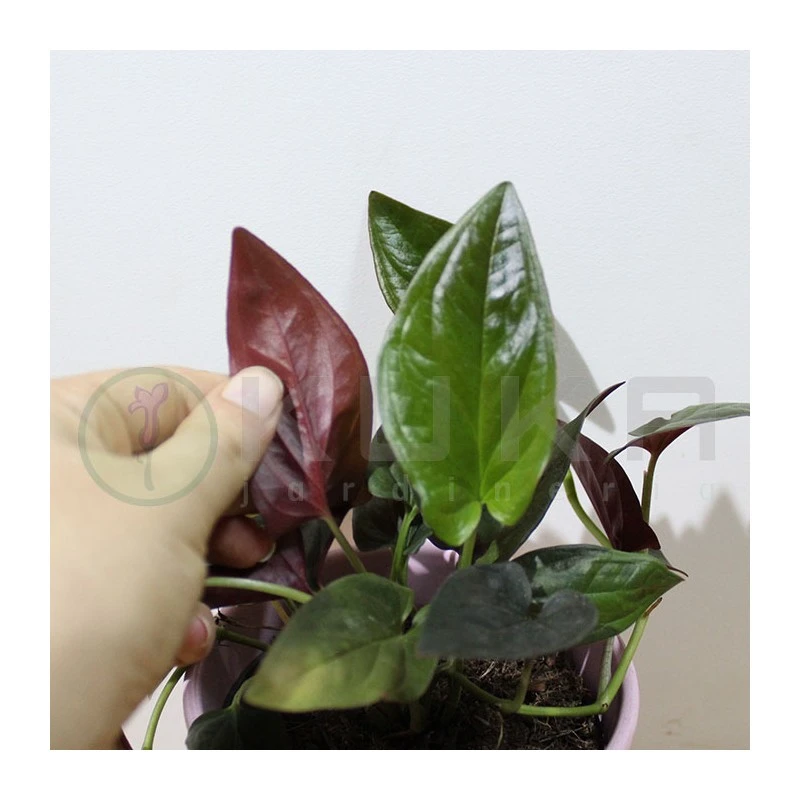 Syngonium Red Arrow 4 Syngonium Red Arrow - Imagen 2