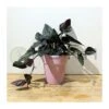 Syngonium Red Arrow -Suministros De Jardineria Ventas 2024 syngonium red arrow