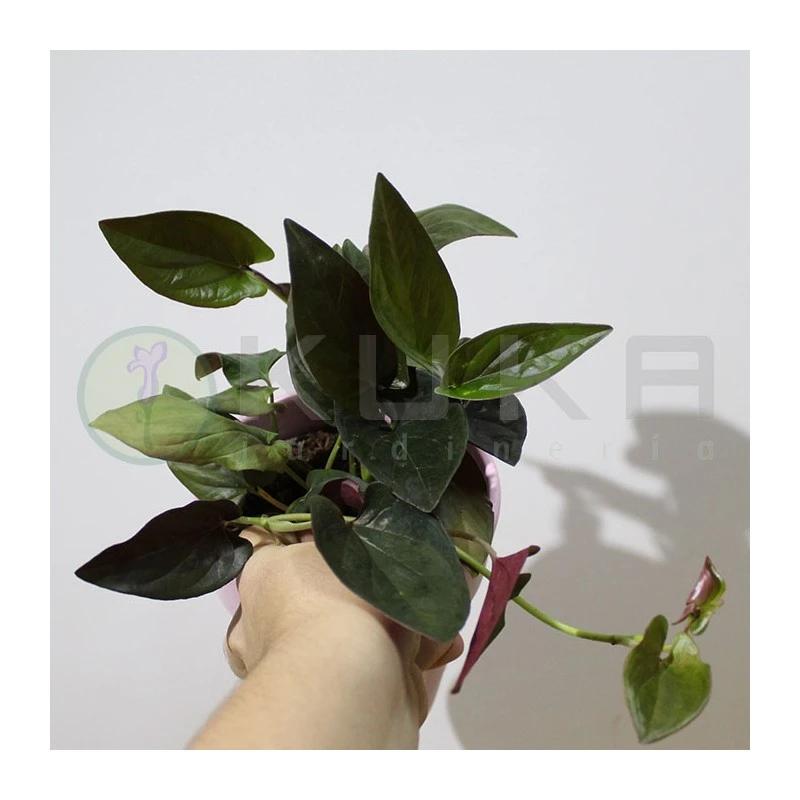 Syngonium Red Arrow 5 Syngonium Red Arrow - Imagen 3