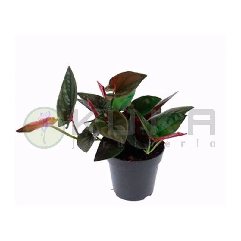 Syngonium Red Arrow 6 Syngonium Red Arrow - Imagen 4