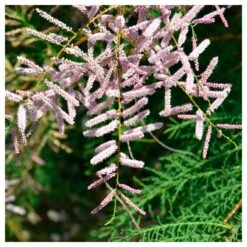 Tamarix Gallica 5 Tamarix Gallica -Suministros De Jardineria Ventas 2024 tamarix gallica 1