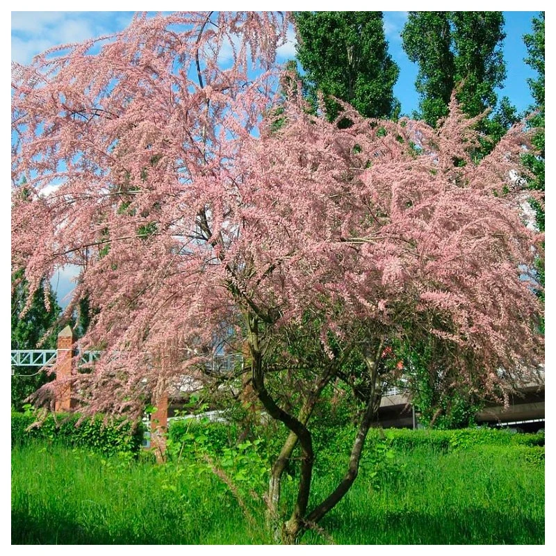 Tamarix Gallica 3 Tamarix Gallica