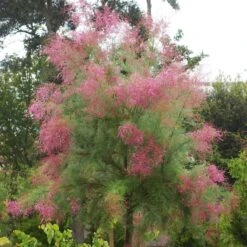 Tamarix Ramosisima Pink Cascade -Suministros De Jardineria Ventas 2024 tamarix ramosisima pink cascade 1