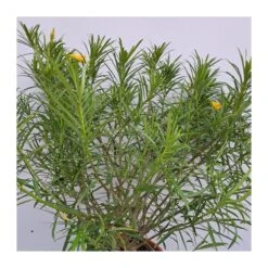 Thevetia Peruviana 5 Thevetia Peruviana -Suministros De Jardineria Ventas 2024 thevetia peruviana 1