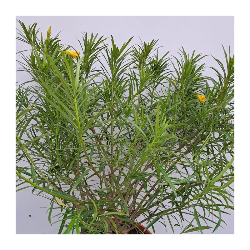 Thevetia Peruviana 4 Thevetia Peruviana - Imagen 2