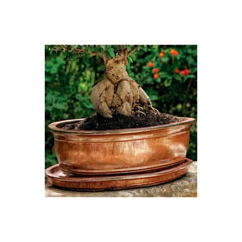 Tiesto ébano Con Plato 3 Tiesto ébano Con Plato