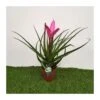 Tillandsia Andreas 2 Tillandsia Andreas -Suministros De Jardineria Ventas 2024 tillandsia andreas