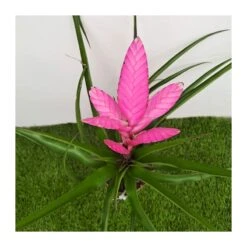 Tillandsia Andreas -Suministros De Jardineria Ventas 2024 tillandsia andreas 2