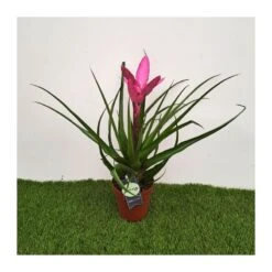 Tillandsia Andreas