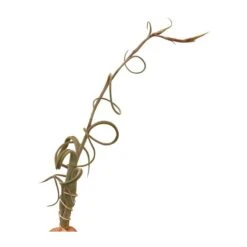 Tillandsia Intermedia -Suministros De Jardineria Ventas 2024 tillandsia intermedia 1 1