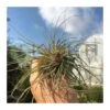 Tillandsia Magioncap -Suministros De Jardineria Ventas 2024 tillandsia magioncap