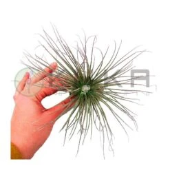 Tillandsia Magioncap -Suministros De Jardineria Ventas 2024 tillandsia magioncap 2