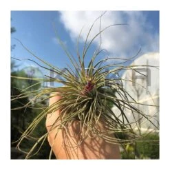 Tillandsia Magioncap