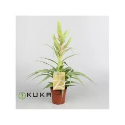 Tillandsia Samantha Sin Flor COMPRA 2 Y PAGA 1 -Suministros De Jardineria Ventas 2024 tillandsia samantha 1