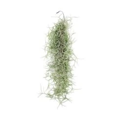 Tillandsia Usneoides