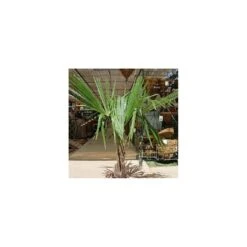 Trachycarpus Fortunei -Suministros De Jardineria Ventas 2024 trachycarpus fortunei 1