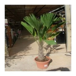Trachycarpus Wagnerianus -Suministros De Jardineria Ventas 2024 trachycarpus wagnerianus 3