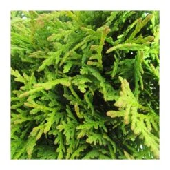 Tuya Occidentalis Danica -Suministros De Jardineria Ventas 2024 tuya occidentalis danica 1