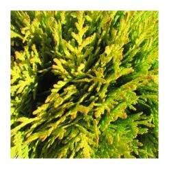 Tuya Occidentalis Danica Aurea 5 Tuya Occidentalis Danica Aurea -Suministros De Jardineria Ventas 2024 tuya occidentalis danica aurea 1