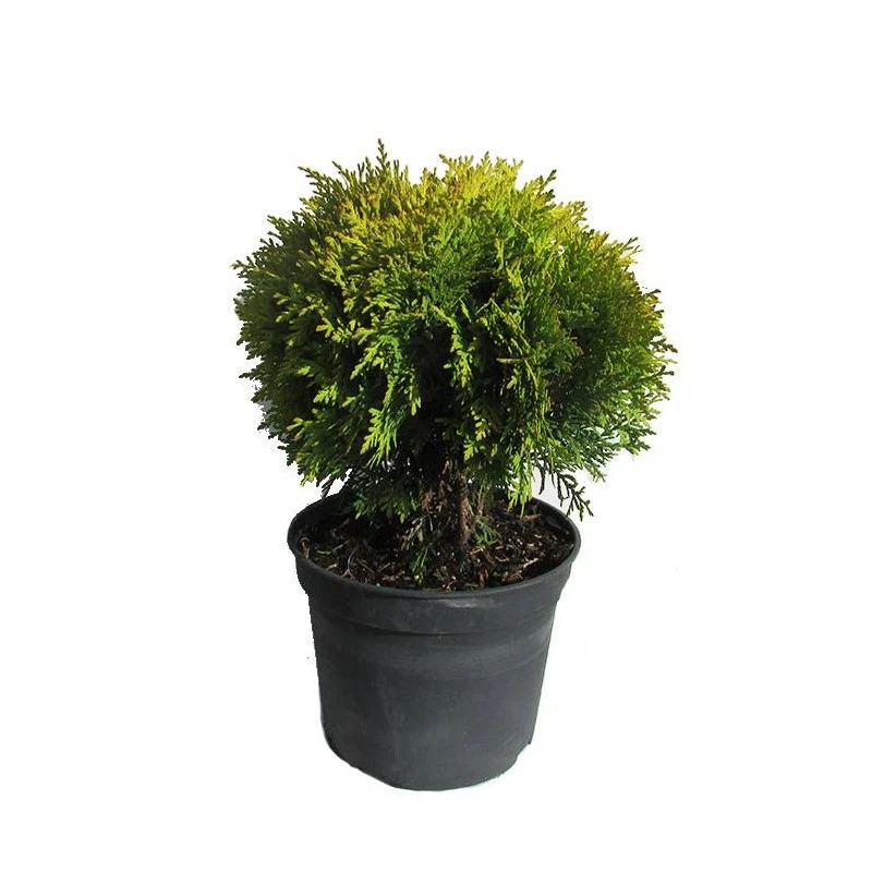 Tuya Occidentalis Danica Aurea 3 Tuya Occidentalis Danica Aurea