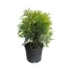 Tuya Occidentalis Golden Globe -Suministros De Jardineria Ventas 2024 tuya occidentalis golden globe