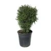 Tuya Occidentalis Tiny Tim 1 Tuya Occidentalis Tiny Tim -Suministros De Jardineria Ventas 2024 tuya occidentalis tiny tim