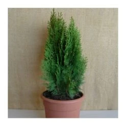 Tuya Orientalis Aurea Nana