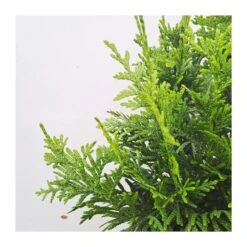 Tuya Plicata Can-can 5 Tuya Plicata Can-can -Suministros De Jardineria Ventas 2024 tuya plicata can can 1