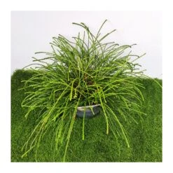 Tuya Plicata Whipcord -Suministros De Jardineria Ventas 2024 tuya plicata whipcord 1