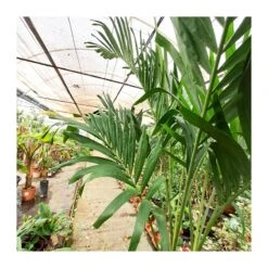 Veitchia Merrillii EJEMPLAR 5 Veitchia Merrillii EJEMPLAR -Suministros De Jardineria Ventas 2024 veitchia merrillii 1