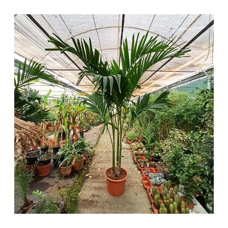 Veitchia Merrillii EJEMPLAR 3 Veitchia Merrillii EJEMPLAR