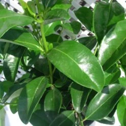 Viburnum Lucidum 5 Viburnum Lucidum -Suministros De Jardineria Ventas 2024 vibuenum lucidum 1