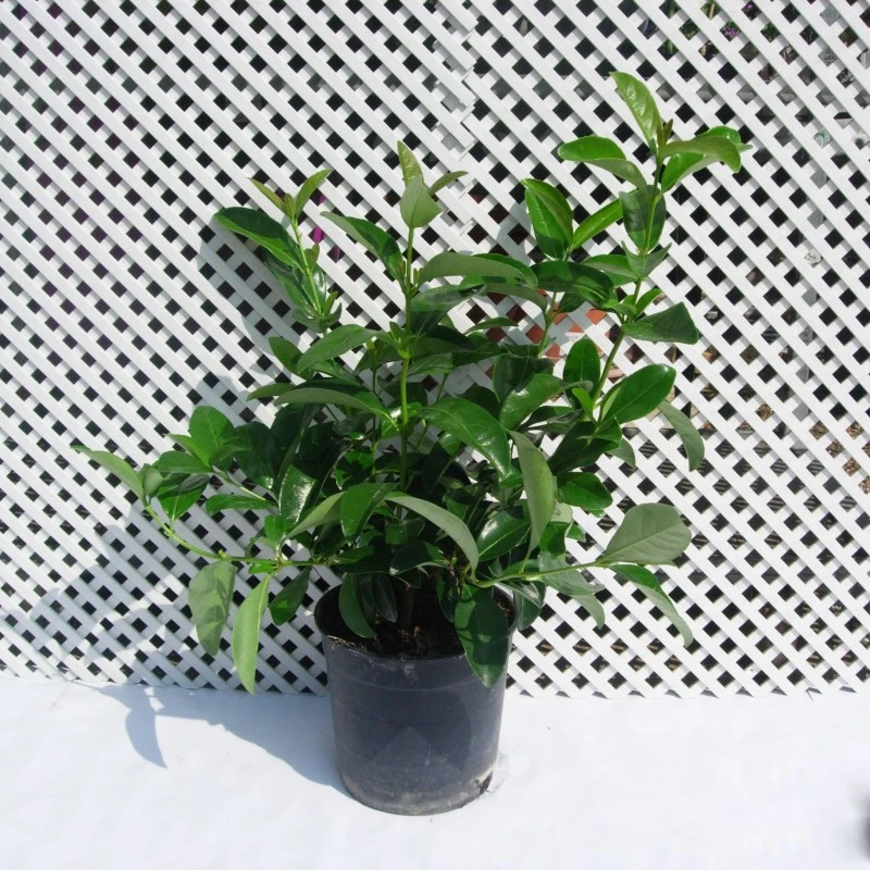 Viburnum Lucidum 3 Viburnum Lucidum