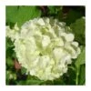 Viburnum Opulus 2 Viburnum Opulus -Suministros De Jardineria Ventas 2024 viburnum opulus