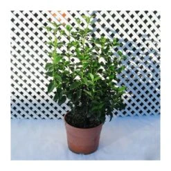 Viburnum Tinus -Suministros De Jardineria Ventas 2024 viburnum tinus 1