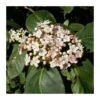 Viburnum Tinus 2 Viburnum Tinus -Suministros De Jardineria Ventas 2024 viburnum tinus