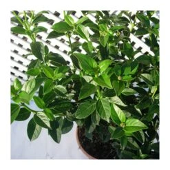 Viburnum Tinus -Suministros De Jardineria Ventas 2024 viburnum tinus 2