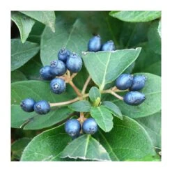 Viburnum Tinus -Suministros De Jardineria Ventas 2024 viburnum tinus 3
