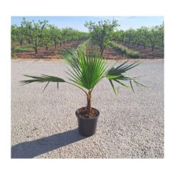 Washingtonia Robusta -Suministros De Jardineria Ventas 2024 washingtonia robusta 1