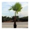 Washingtonia Robusta 1 Washingtonia Robusta -Suministros De Jardineria Ventas 2024 washingtonia robusta
