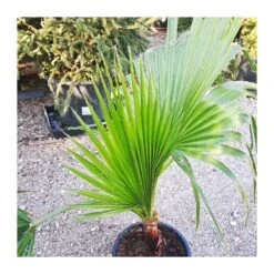Washingtonia Robusta -Suministros De Jardineria Ventas 2024 washingtonia robusta 2